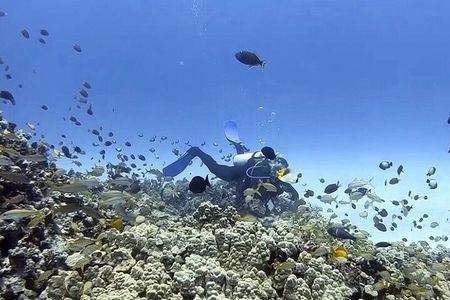 Guided Shore Dive or Refresher Dive