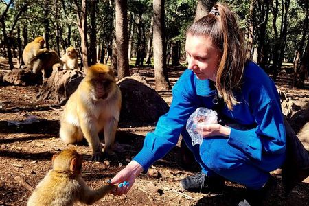 Middle Atlas Mountains, Cedar Forest and Azrou Day Trip from Fez
