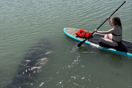 New Smyrna Dolphin and Manatee Kayak and SUP Adventure Tour