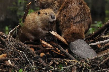 Beaver Sighting with Dinner off Lake Fagnano