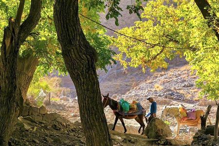 Atlas Mountains : Cooking Class with a Local Family