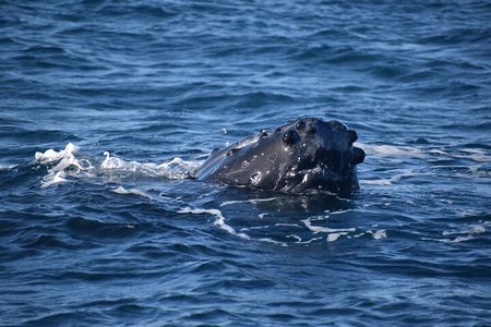 Winter Whale Watching Adventure in Kauai