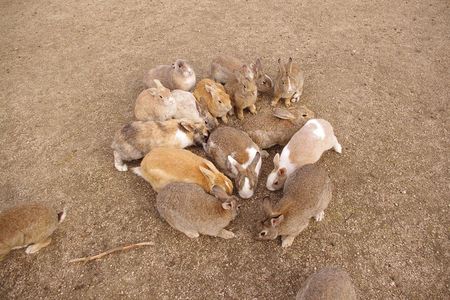 Takehara Historical Townscape & Rabbit Island
