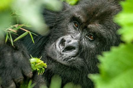 2 Day Gorilla Trekking and Dian Fossey Museum