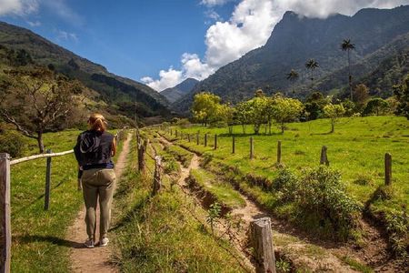 Cocora Valley Hiking Tour with Lunch