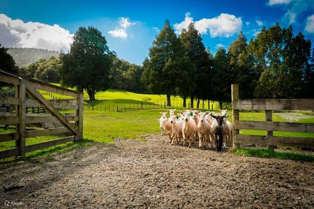 Sheep Shearing and Auckland City Highlights Tour with Lunch