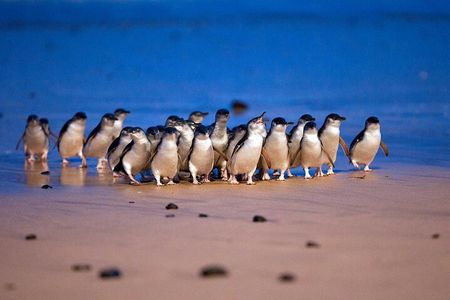 Phillip Island Private Tour Penguins Wildlife and Scenic Views
