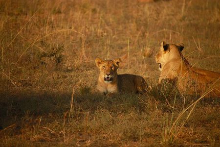 7 Day Budget Safari Maasai Mara Nakuru Naivasha and Amboseli