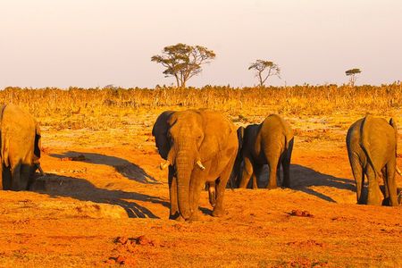 Full-Day Trip from Victoria Falls to Hwange National Park