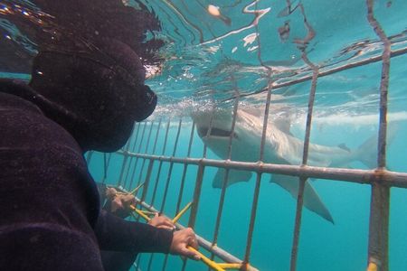 Shark Cage Diving Tour from Cape Town