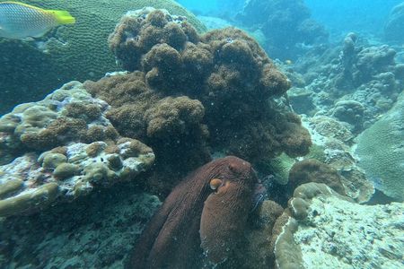 Phuket: Stunning Night Dive from the shore