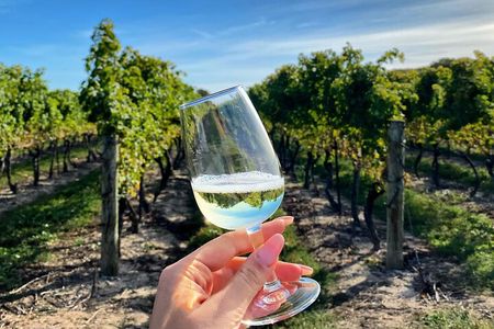 A Delightful Afternoon Wine Tour: 4 Wineries & Charcuterie