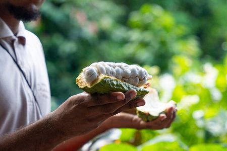Project Chocolat Tree to Bar Tour at Hotel Chocolat Saint Lucia