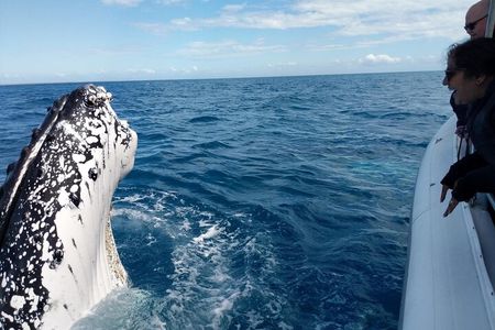 Hervey Bay Ultimate Whale Watching Cruise