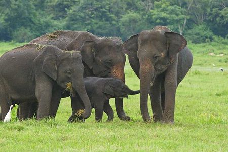 Hikkaduwa/ Galle/ Mirissa : With Udawalawe safari - Day trip