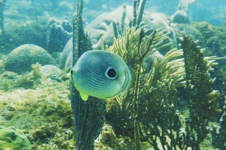 Rincon Snorkeling Adventure