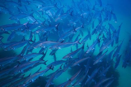 Snorkeling To Discover Sydney's Underwater Wonders