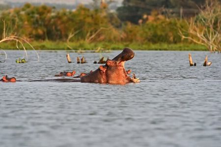 A Day to Nakuru National Park and Lake Naivasha Boat Ride