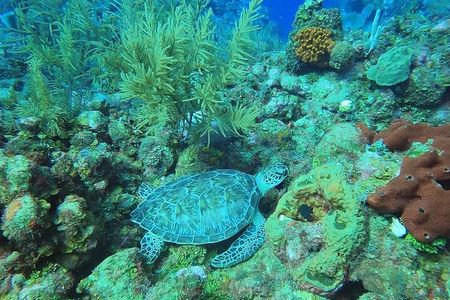 Private Animals Sanctuary Beach Snorkeling Adventure