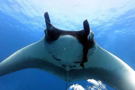 Catalina Islands Small-Group Snorkeling Boat Tour from Potrero