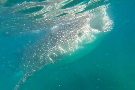 Swim with Whale Sharks #1 MUST DO IN LA PAZ 