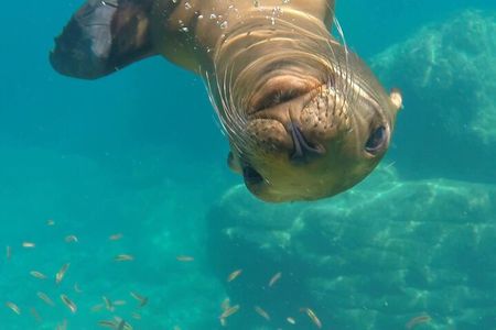 MOST POPULAR TOUR IN LA PAZ! Swim with Sea Lions Private Boat