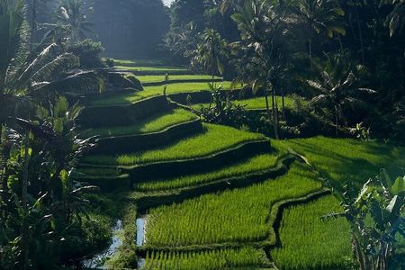 Best of Ubud: Monkey Forest, Rice terrace, Waterfalll, Temple