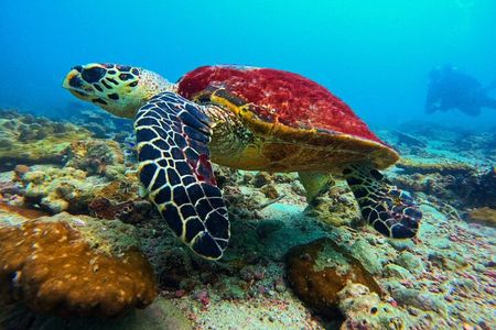 Phuket Scuba Diving: Racha Island Or Maiton Island For All Levels