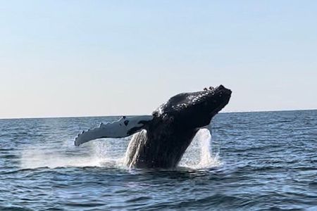 Whale Watching - RIB Boat Adventure in Kopavogur, Iceland