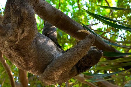 Tropical Experience in Roatan: Animals, Chocolate, and Rum