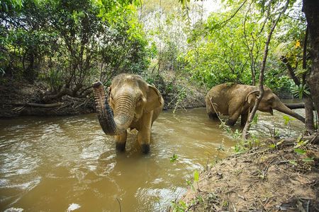  Cambodia Elephants Haft Day Experiences from Siem Reap
