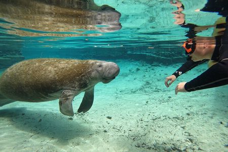 Guided Crystal River Manatee Snorkeling Tour