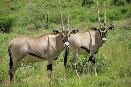 3 Days Samburu National Reserve Private Safari Package