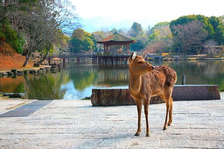 Nara Park, Osaka & Kobe Full Day tour from Kyoto