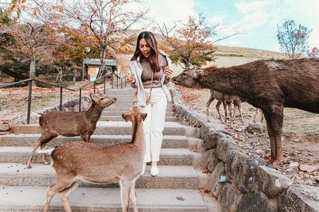 Discover Nara Park, Kyoto Highlights and Fushimi Inari from Osaka
