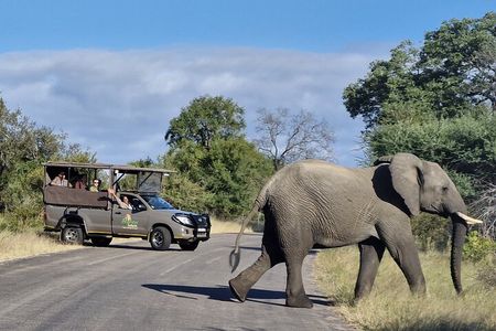 Kruger National Park - Morning or Afternoon Safari