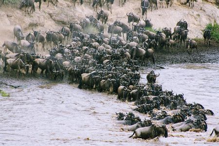 3-Day Masai Mara Wildebeest Migration 2025