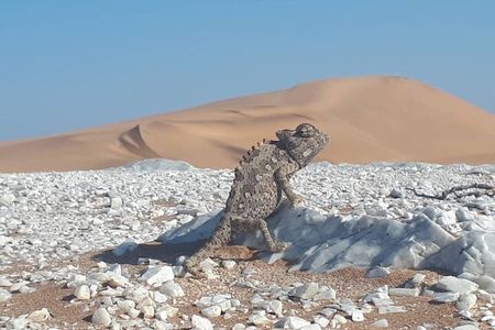 Namib Desert Walk