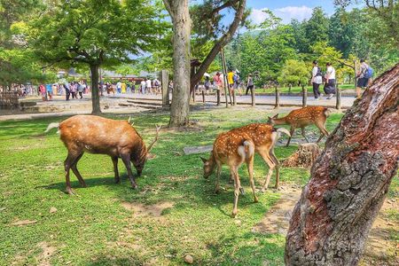 Nara Todaiji Kasuga Taisha Private Full Day Tour From Kyoto