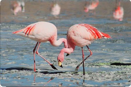 Birds Lovers At West Coast Western Cape 
