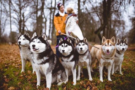 Tour to Husky Park with Cani-Cross Hike