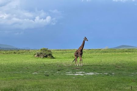 One Day Akagera Wildlife Safari