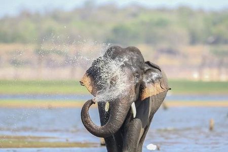 Minneriya Half Day Safari Tour [Morning / Evening] All Included 