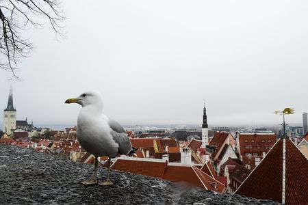 Tallinn Old Town tour combined with Jägala Waterfall visit