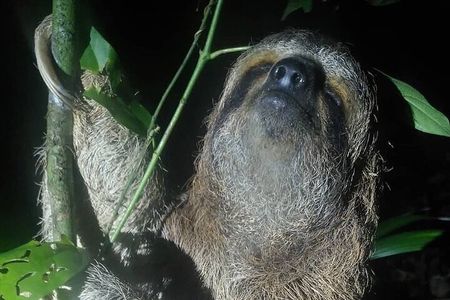 Night Walk Manuel Antonio Tour