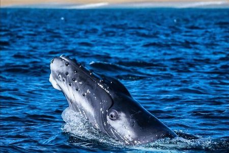 Whale Watching en San José del Cabo