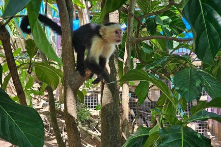 Roatan Wildlife Sanctuary, Chocolate ,Rum Tasting & Snorkel Combo