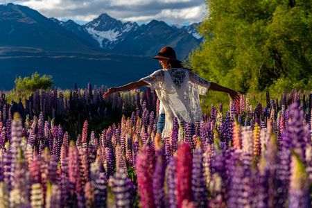 Lupin Flowers Tour Lake Tekapo