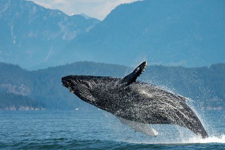 Intimate West Coast Whale Watching - Partly-Sheltered