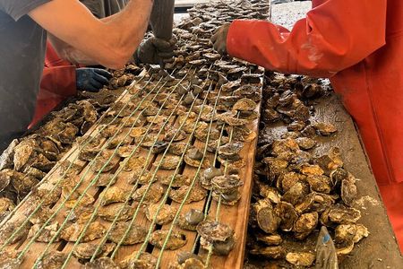 Oyster Farm, Ston and Winery Tour